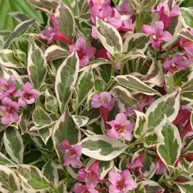 Weigela Variegata, arbust decorativ cu flori si frunzis variegat, 35-45 cm Weigela Variegata, arbust decorativ cu flori si frunzis variegat, 35-45 cm