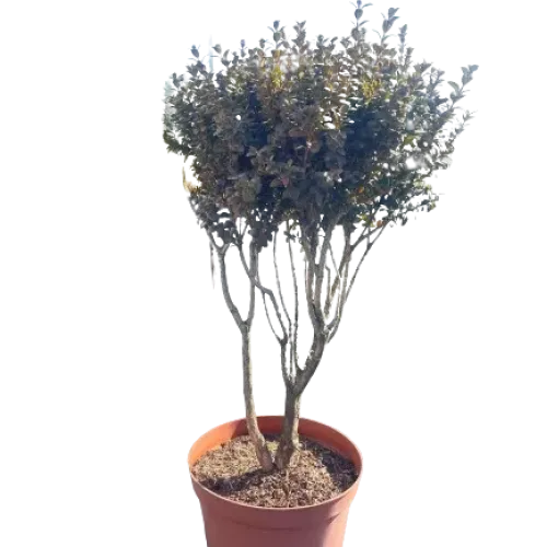 Buxus sempervirens mini Tree , 50/60 cm