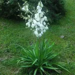 Yucca Filamentosa, planta decorativa cu aspect exotic