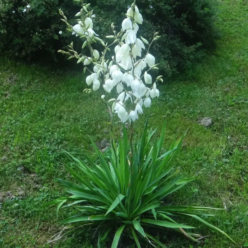 Yucca Filamentosa, planta decorativa cu aspect exotic