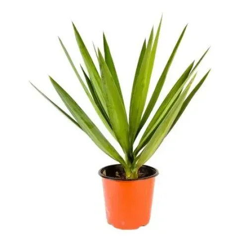 Yucca Filamentosa, planta decorativa cu aspect exotic 40-50 cm 