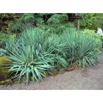 Yucca Filamentosa, planta decorativa cu aspect exotic