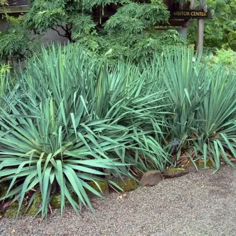 Yucca Filamentosa, planta decorativa cu aspect exotic