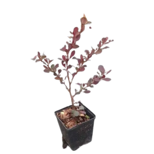 Berberis ottawensis 'Silver Miles' , 30/50