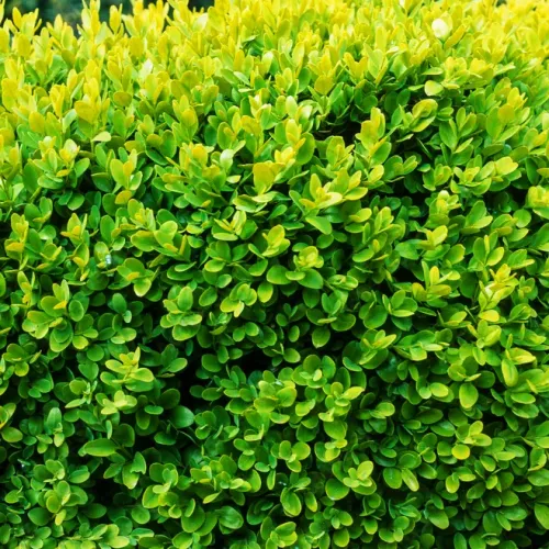 Buxus sempervirens , 30/40 cm Buxus sempervirens , 30/40 cm