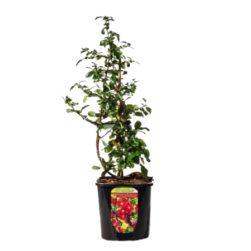 Chaenomeles x superba 'Crimson and Gold' , 40/50