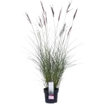 Miscanthus Ferner Osten 2.7 L