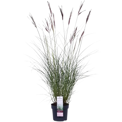 Miscanthus Ferner Osten 2.7 L 20-30 cm