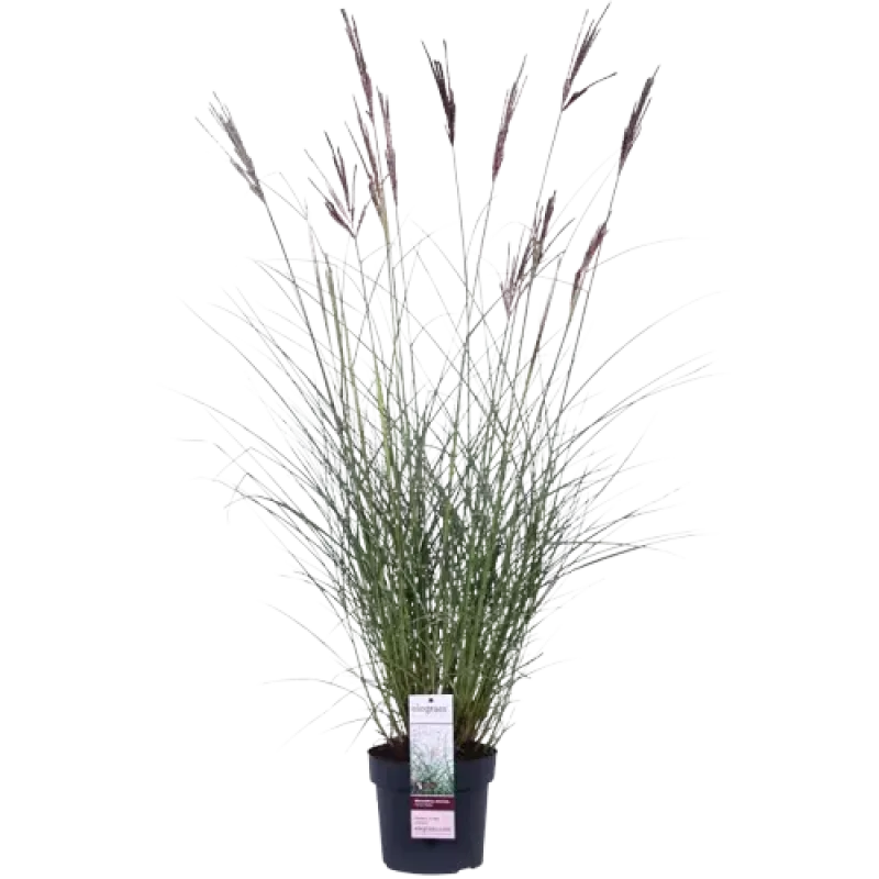 Miscanthus Ferner Osten 2.7 L