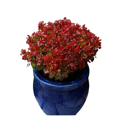 Berberis thunbergii Lutin Rouge , 20/30 cm