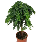 Ienupar-Juniperus Blue Pacific 1/2