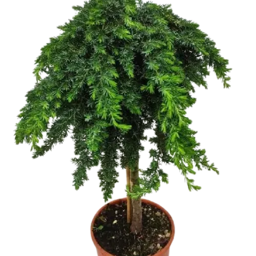 Ienupar-Juniperus Blue Pacific pe picior 1/2 50-80 cm