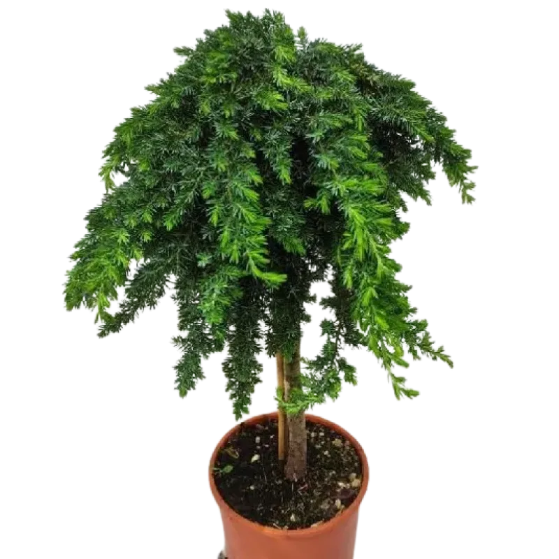 Ienupar-Juniperus Blue Pacific pe picior 1/2 50-80 cm