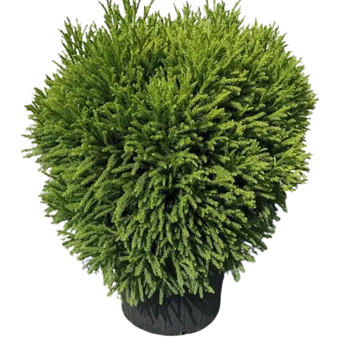 Cryptomeria Bila Globosa Nana 35-40 Cryptomeria Bila Globosa Nana 35-40