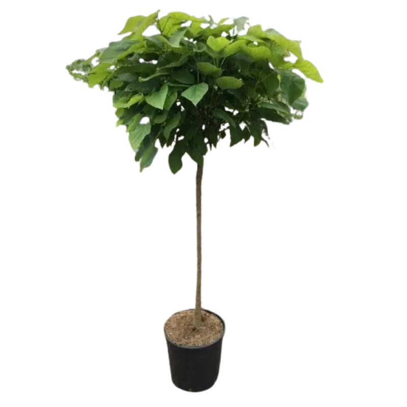 Catalpa bignonioides nana ,ghiveci 20L , 230/250 cm 