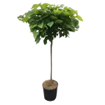 Catalpa bignonioides Aurea , 150/170 cm