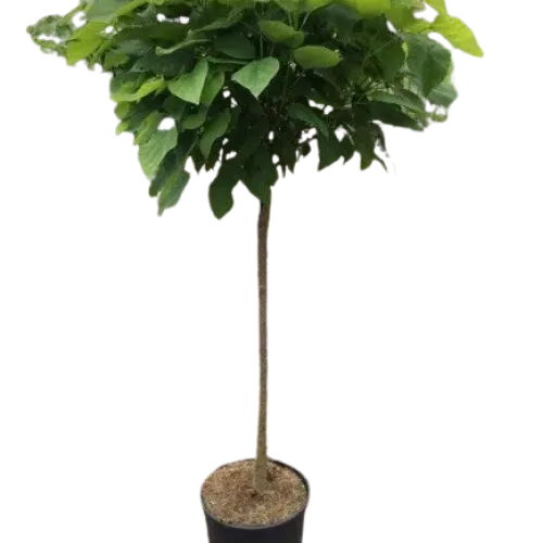 Catalpa bignonioides Aurea , 150/170 cm 