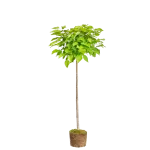 Catalpa nana ,ghiveci 25L , 190/210 cm