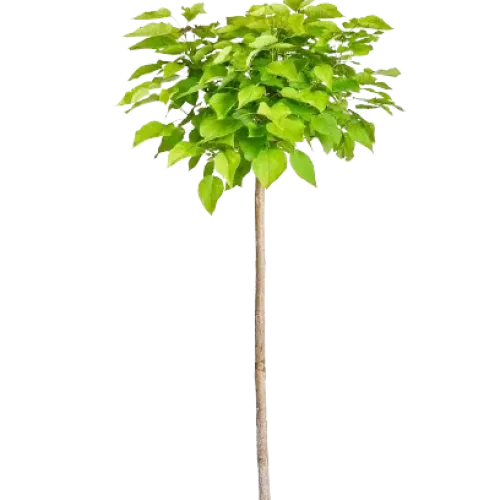 Catalpa nana ,ghiveci 25L , 230/250 cm 