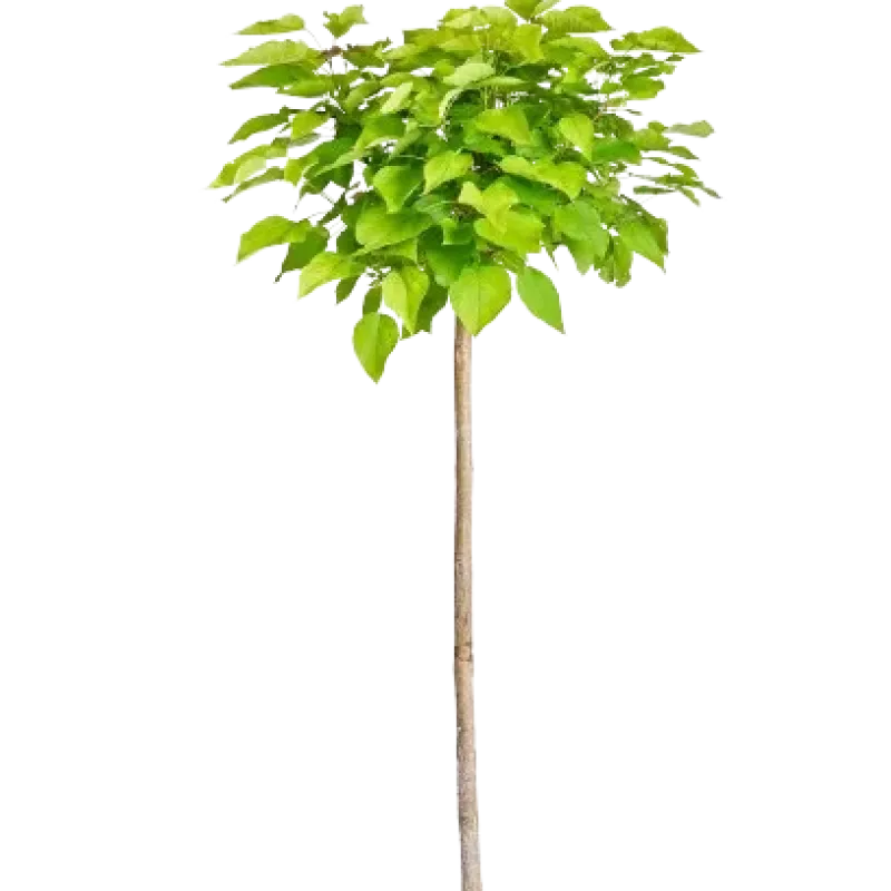 Catalpa nana ,ghiveci 25L , 230/250 cm