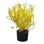 Forsythia x intermedia "Lynwood" , 30/50 cm