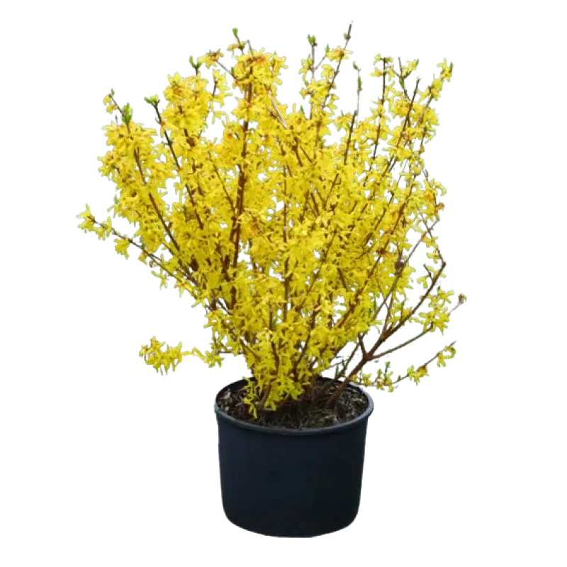 Forsythia x intermedia 
