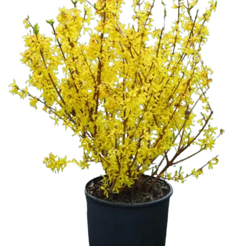 Forsythia x intermedia "Lynwood" , 30/50 cm