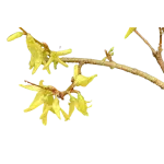 Forsythia x intermedia "Lynwood" , 30/50 cm
