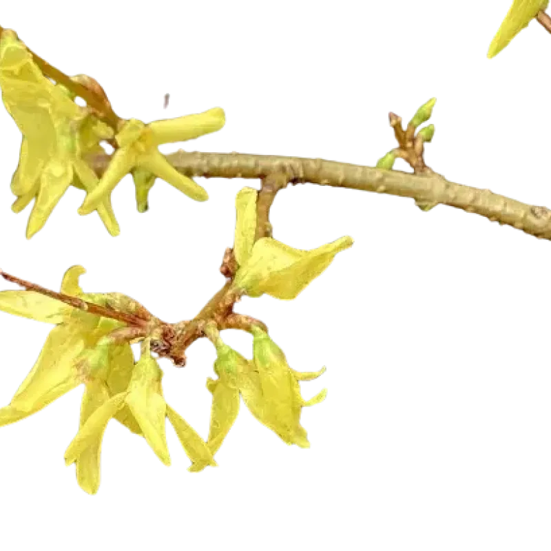 Forsythia x intermedia "Lynwood" , 30/50 cm