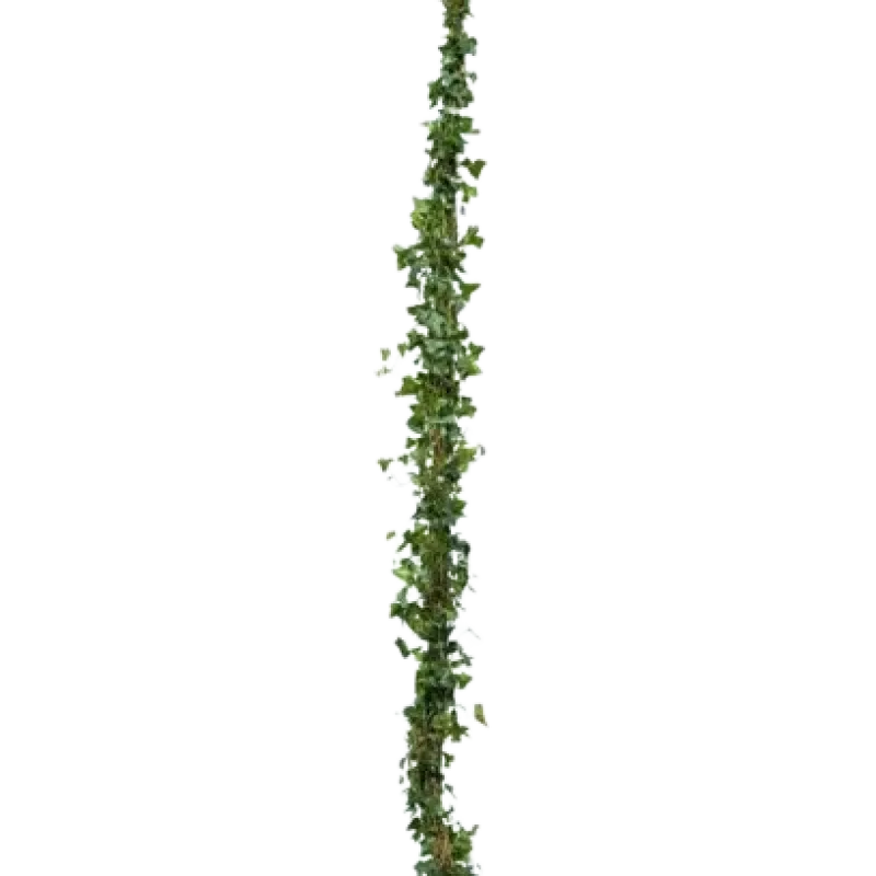 Hedera helix 'Woerner' , 100+ cm