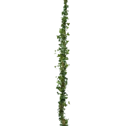 Iedera helix 'Alaska' , 100+ cm