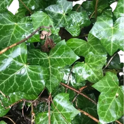 Iedera helix 'Alaska' , 100+ cm