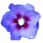 Hibiscus "Oiseau Bleu" , 100/120 cm