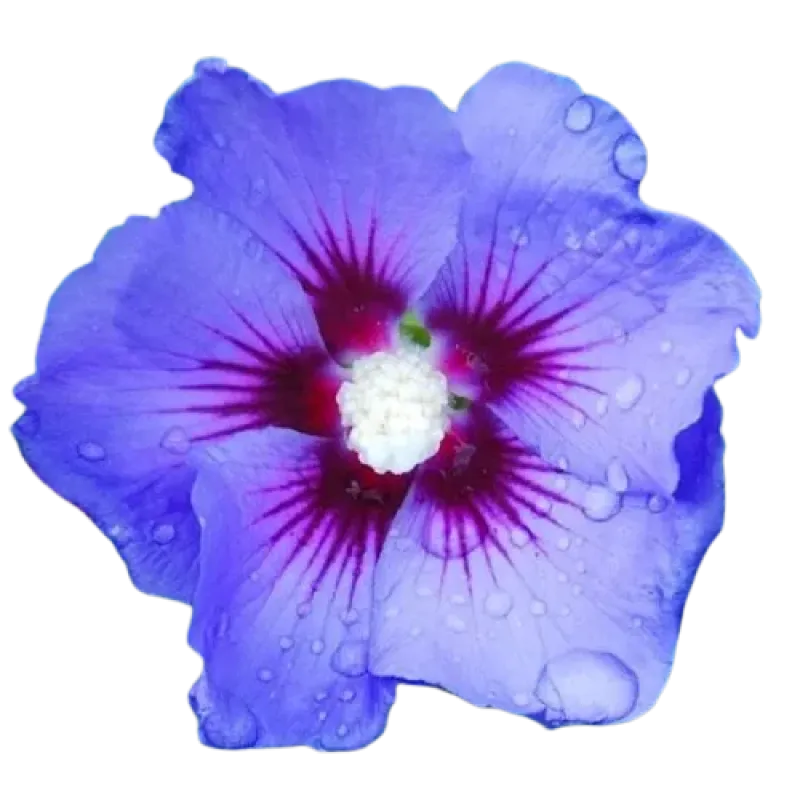Hibiscus "Oiseau Bleu" , 100/120 cm