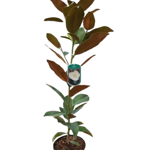 Magnolia Grandiflora,70 - 90 cm