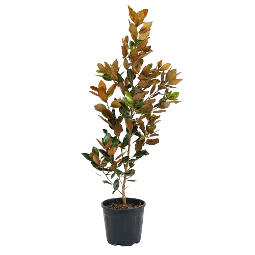 Magnolia Grandiflora , 150-170 cm