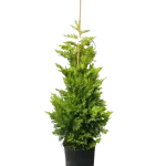 Cupressocyparis leylandii 'Gold Rider' , 100/125 cm