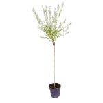 Salix integra Hakuro Nishiki - Salcie japoneza 160 cm