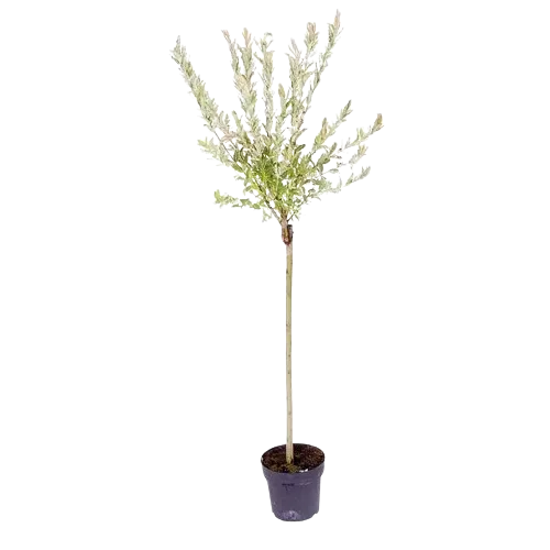 Salix integra Hakuro Nishiki - Salcie japoneza 160 cm 