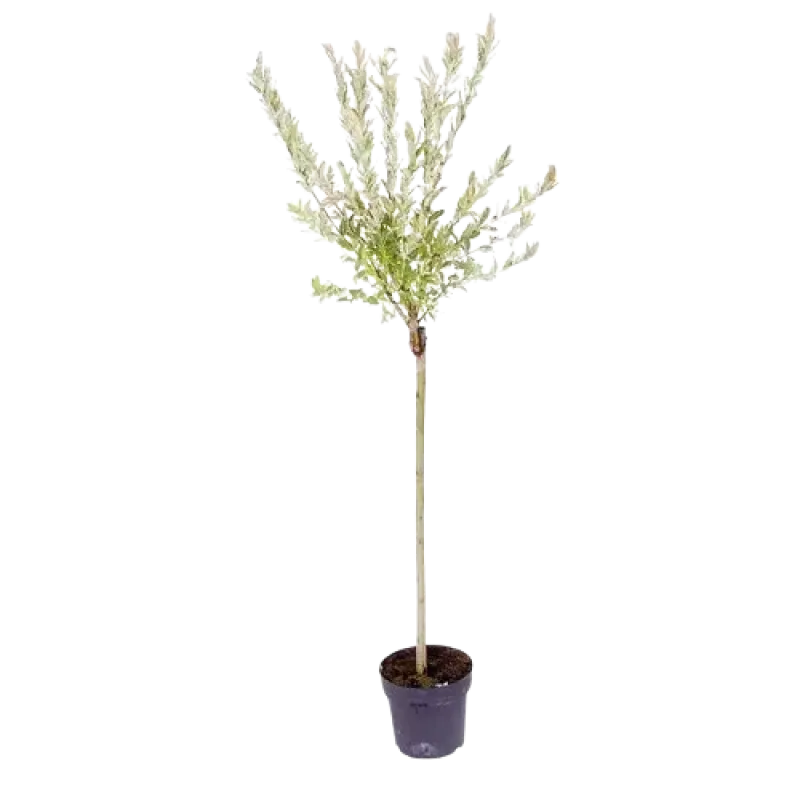 Salix integra Hakuro Nishiki - Salcie japoneza 160 cm