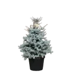 Picea Blue Diamond , 100cm