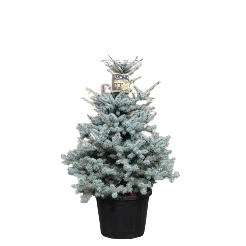 Picea Blue Diamond , 100cm 