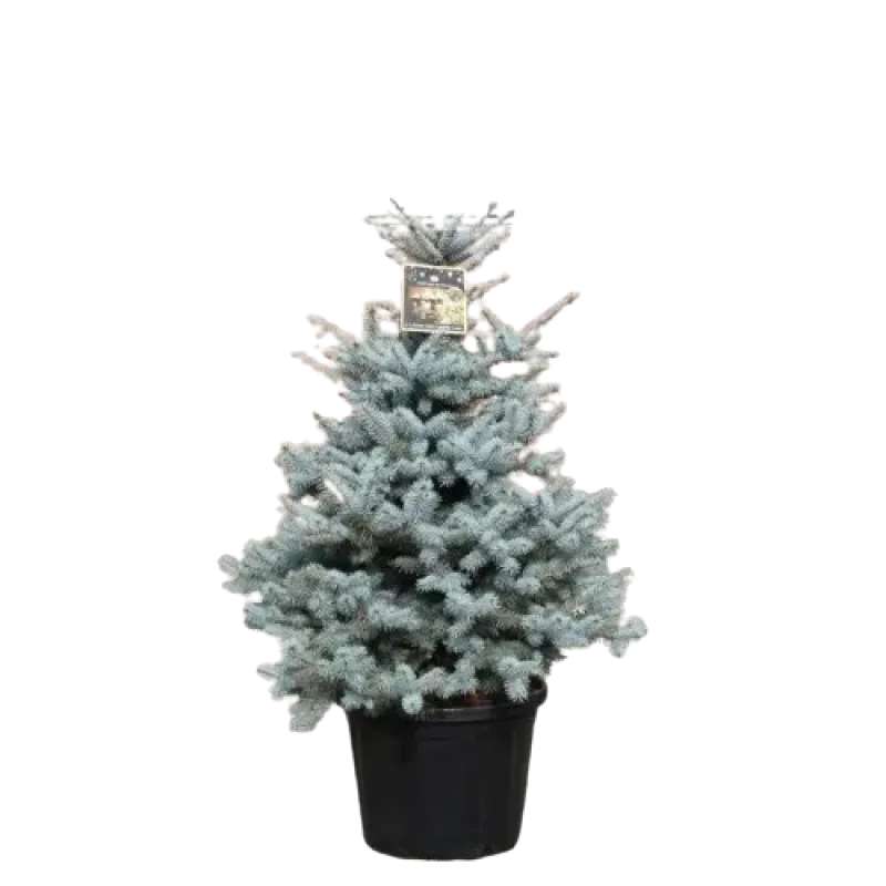 Picea Blue Diamond , 100cm