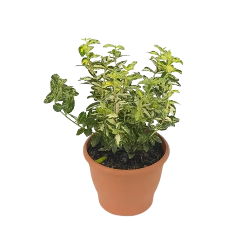 Euonymus fortunei Golden Harlequin , 20/40 cm