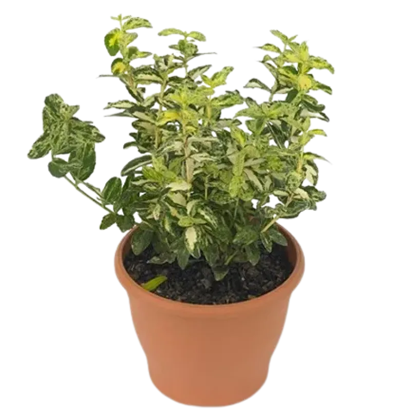 Euonymus fortunei Golden Harlequin , 20/40 cm