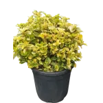 Euonymus japonicus 'Elegantissimus Aureus' Bila , 30/40