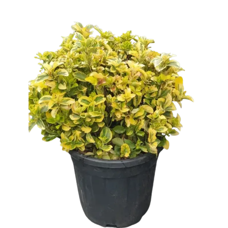 Euonymus japonicus 'Elegantissimus Aureus' Bila , 30/40