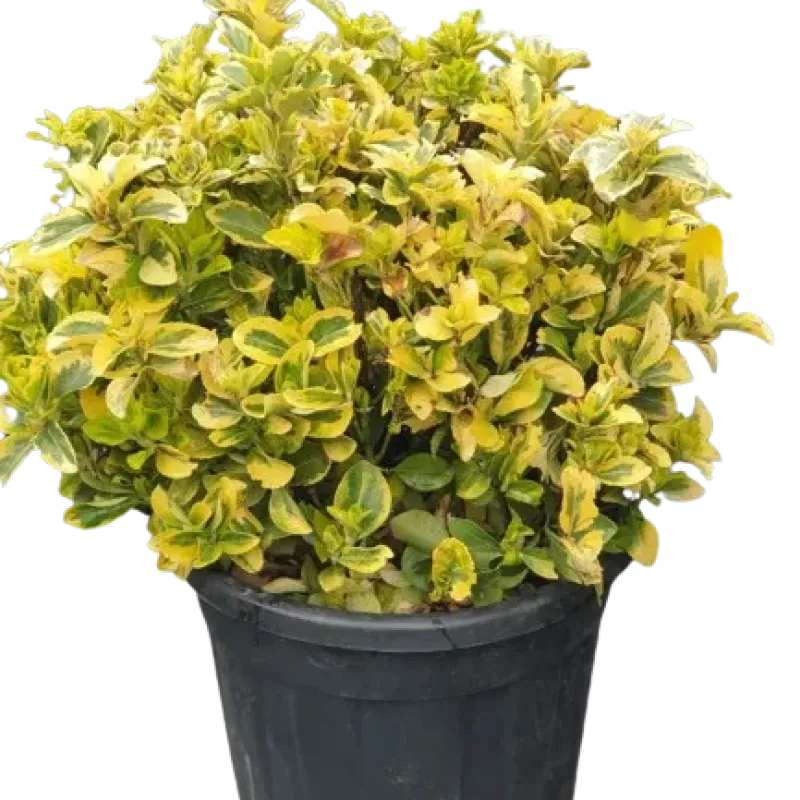 Euonymus japonicus 'Elegantissimus Aureus' Bila , 30/40