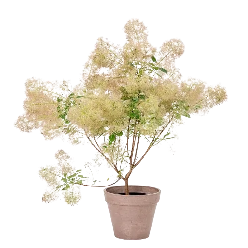 Cotinus coggygria 'Young Lady' , 40/50 cm