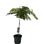 Albizia Julibrissin Ombrella Rosso 60/80 Albizia Julibrissin Ombrella Rosso 60/80